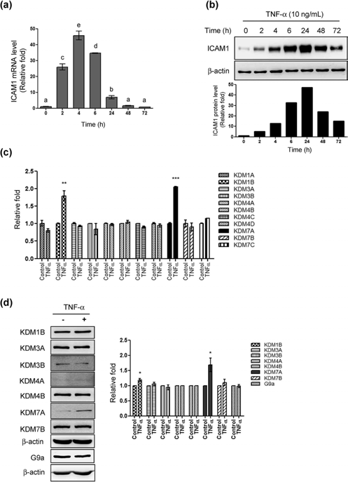 TNF-a upregulates the expression of ICAM1 and KDM1B and 7A subtypes