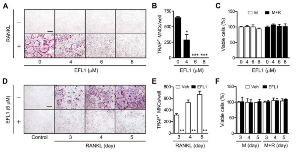 Inhibition of RANKL-induced OC differentiation by EF-L1.