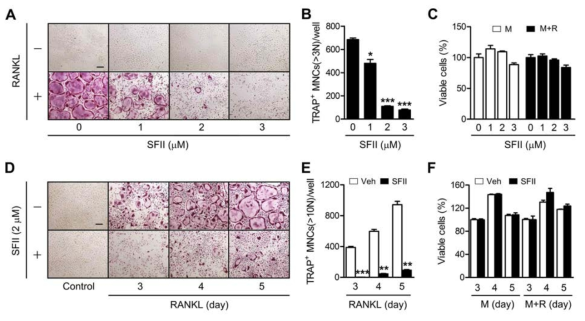 Inhibition of RANKL-induced OC differentiation by SFII.