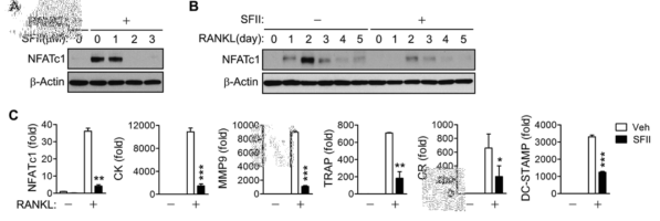 Suppression of RANKL-induced NFATc1 by SFII.