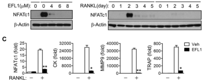 Suppression of RANKL-induced NFATc1 activation by EF-L1.