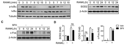 Inhibition of RANKL-induced NF-κB activation and c-Fos induction by SFII.