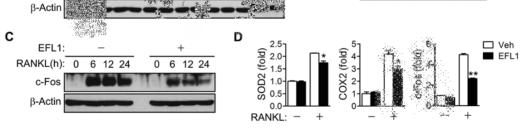 Regulation of RANKL-induced signaling pathways by EF-L1.