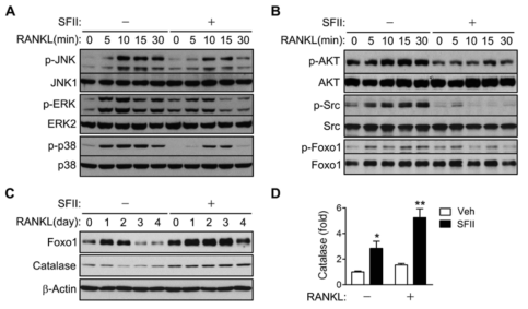 Regulation of RANKL-induced MAPKs and AKT activation by SFII.