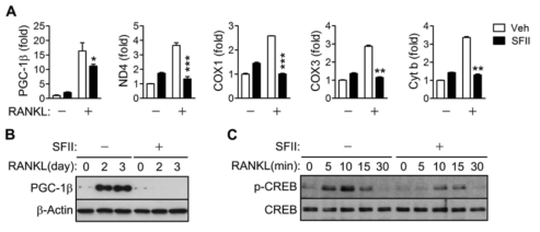 Inhibition of RANKL-induced activation of PGC1-β and CREB by SFII.