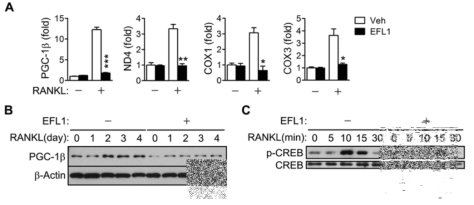 Inhibition of RANKL-induced PGC-1β by EF-L1.