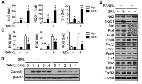 Activation of Nrf2 and reduction of intracellular ROS level by SFII.