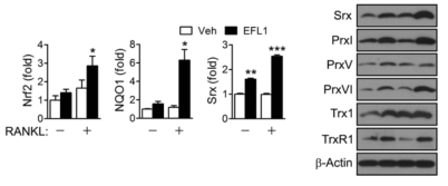 Activation of Nrf2 by EFL1.