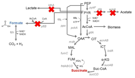피루브산을 동화하는 부산물 생산 경로 관련 유전자들(pfl,ldhA, pta, ackA)이 결실된 숙신산 과생산 M. succiniciproducens LPK7 균주. 빨간색 X는 해당 경로가 결실되었음을 뜻한다.