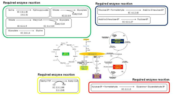 Serine, reductive glycine, Wood-Ljundahl, pentose phosphate pathway에 속한 유전자중 M. succiniciproducens에 존재하진 않는 유전자들.