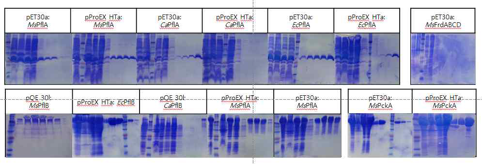 pET30a: MsPflA, MsPflB, CaPflA, EcPflA, MsPckA, MsFrdABCD, pProEX Hta: MsPflA, MsPflB, CaPflA, EcPflA, EcPflB, MsPckA pQE 30l: MsPflB, CaPflB 총 14종에 대한 발현 테스트.