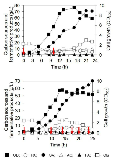 (위) LPK7 (pMS3)와 (아래) LPK7 (pMS3-fdh2) 균주의 합성배지에서의 연속 발효 결과. 탄소원은 포도당과 개미산을 사용했다. 빨간 화살표는 개미산을 2g/L가 되게 feeding한 시간을 의미한다.