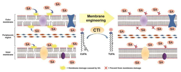 CTI를 이용한 M. succiniciproducens 세포 막에 존재하는 CUFA의 TUFA 전환 모식도.