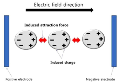 전기장에 의해 유도된 Dielectrophoresis