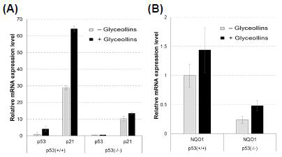 Effect of glyceollins on mRNA expression levels of NQO1 gene in p53+/+ and p53-/- HCT116 cells.