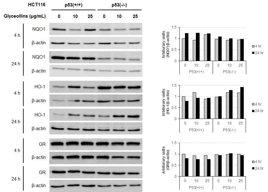 Effect of glyceollins on the protein expression level of NQO1, HO-1, and GR in p53-wild type and -mutant HCT116 cells.