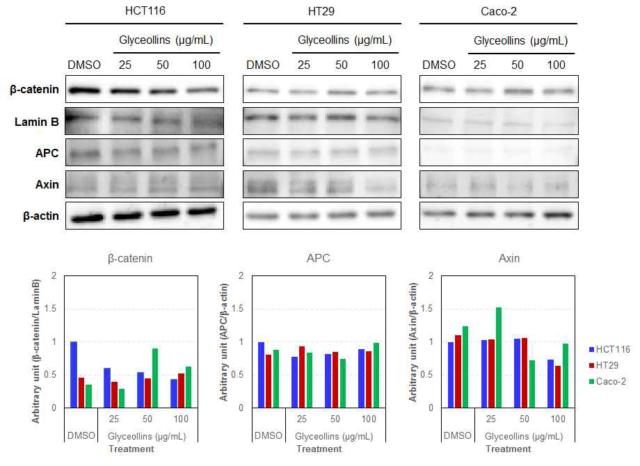 Inhibition of nuclear translocation of beta-catenin by glyceollins in colon cancer cell lines.