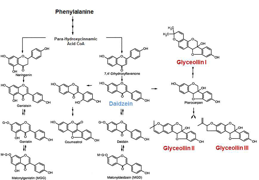 Biosynthetic pathway of glyceollins in soybean.