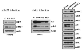MET, AXL 발현 억제에 따른 cellular signaling 변화