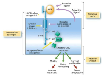 cMET receptor의 구조와 기능