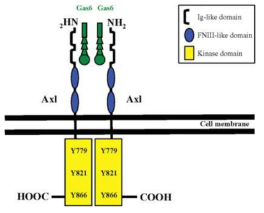 AXL receptor 구조