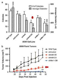 shRNA를 통한 AXL억제가 폐암세포의 colony 형성능력과 종양의 성장에 미치는 영향