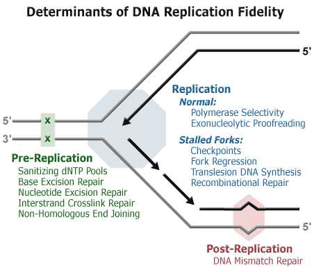 DNA 복제 단계에서 관여하는 기전