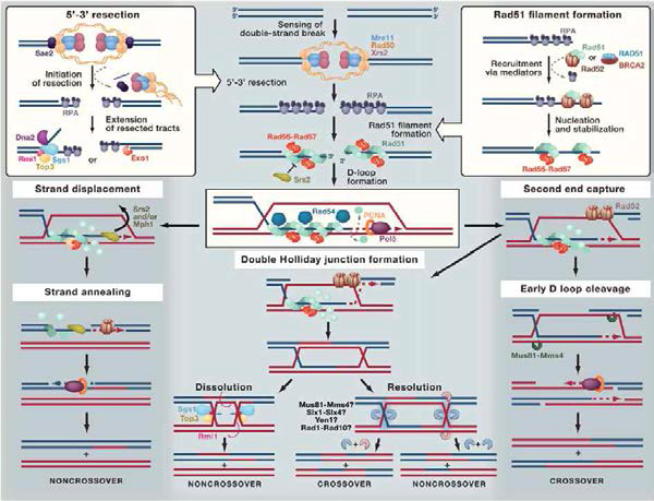Homologous recombination에 의한 DNA double-strand break의 수선 과정