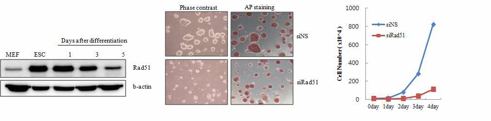 배아줄기세포의 분화과정에서 Rad51의 발현 패턴 및 siRad51 처리된 배아줄기세포의 생장에 미치는 영향 분석