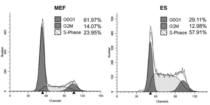 MEF 및 ES cell에서의 DNA replication 분석.