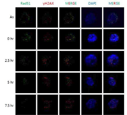 줄기세포의 세포주기 과정에서의 Rad51 및 rH2AX의 위치 분석