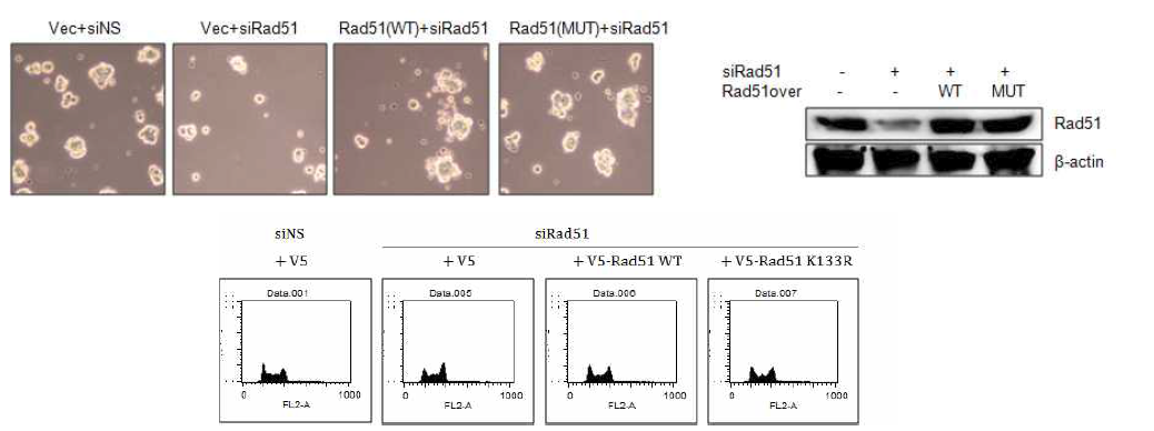 siRad51 도입에 의해 유도된 배아줄기세포 생장억제가 wild type 및 ATPase activity 저해 돌연변이 Rad51 (Rad51K133R)에 의해 회복됨