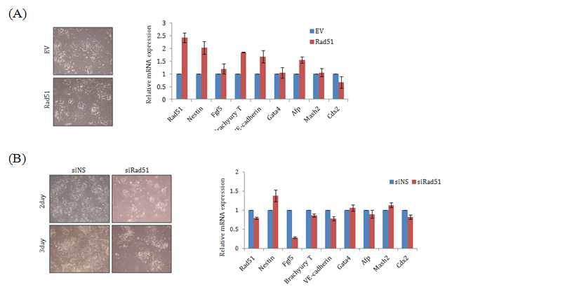 Rad51의 발현변화가 배아줄기세포 분화에 미치는 영향
