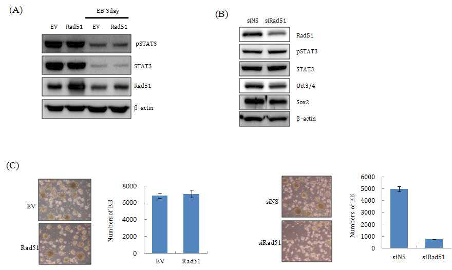 Rad51의 발현변화가 배아줄기세포 Stemness에 미치는 영향 분석