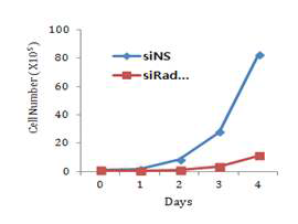 Rad51발현 저하가 배아 줄기세포 증식에 미치는 영향