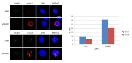 Rad51 발현억제에 따른 DNA Damage Checkpoint Activation