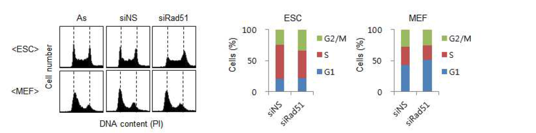 siRNA에 의한 Rad51의 발현저해가 배아줄기세포의 세포주기에 미치는 영향 분석