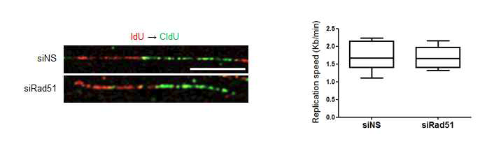 Rad51 발현저해가 DNA replication에 미치는 영향 분석
