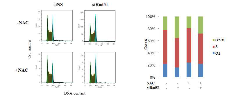 NAC 처리에 의한 세포내 활성 산소량 저하가 Rad51의 발현정도와 세포주기 상관성에 미치는 영향 분석
