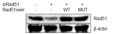 WT과 mutant form Rad51 plasmid 도입에 의한 Rad51 발현 rescue