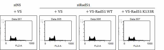 WT과 mutant form Rad51 plasmid 도입에 의한 배아 줄기세포 세포주기 rescue