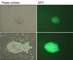 mouse embryonic fibroblast로부터 역분화 줄기세 포 제작