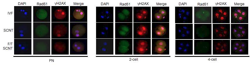 In vitro fertilization (IVF), 냉동 난자를 이용한 SCNT (F/T SCNT), 신선 난자를 이용한 SCNT 과정에서의 Rad51 발현 정도를 면역 염색법으로 비교 분석.