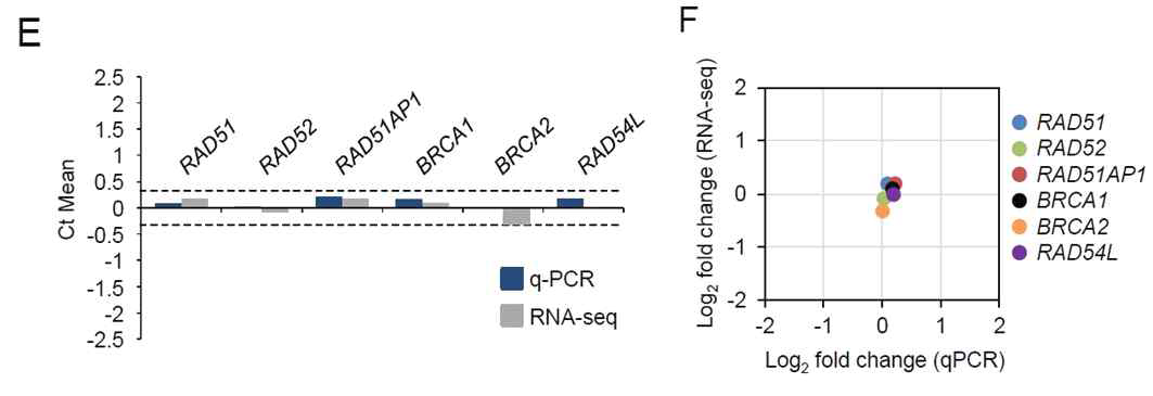 (E) RNA-sequence를 통한 상동재조합 중요 유전자 발현 분석 (F) (D),(E) 사이에 자료 유의성 검증을 위한 비교 분석