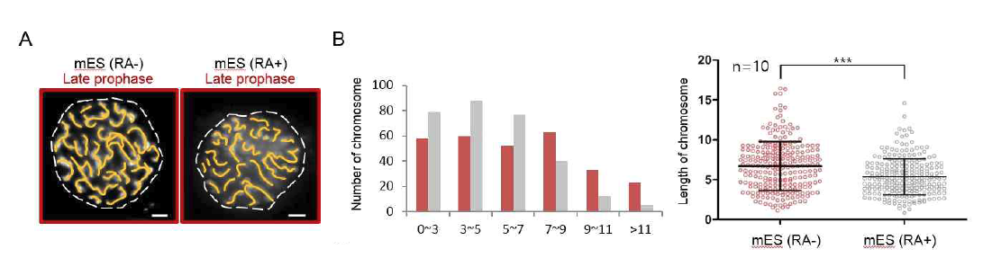 (A) Late prophase에서 염색체 길이 측정. (B) 염색체 길이별 분석 그래프. (C) 측정된 염 색체 길이 유의성 평가 및 평균 그래프