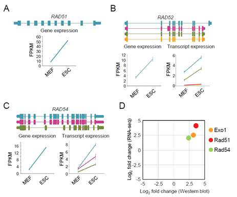 (A-C) 상동재조합 유전자의 isoform 발현 패턴 분석 (D) RNA sequencing 및 Western blot 결과 비교를 통 한 유의성 검증