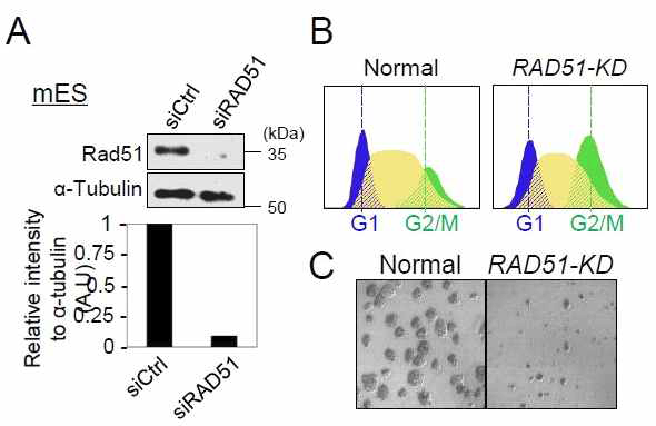 (A) siRNA를 배아줄기세포에 주입하여 Rad51의 발현감소 유도 (B) Rad51 발현 감소 유도 후 FACS를 사용한 세포주기 분석 (C) Rad51 발현 감소 전/후 배아줄기세포 형태 분석
