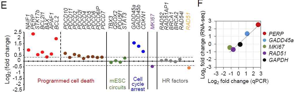 (E) RNA sequencing을 통한 세포 생장, 사멸 및 세포주기에 관한 유 전자들의 발현 패턴 분석 (F) RNA sequencing과 RT-PCR결과를 비교하여 자료 유의성 검증