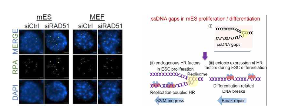 (왼쪽) 면역형광염색법을 통한 RPA foci 형성 분석. (오른쪽) Rad51 발 현 감소로 인한 ssGAP 형성 모식도