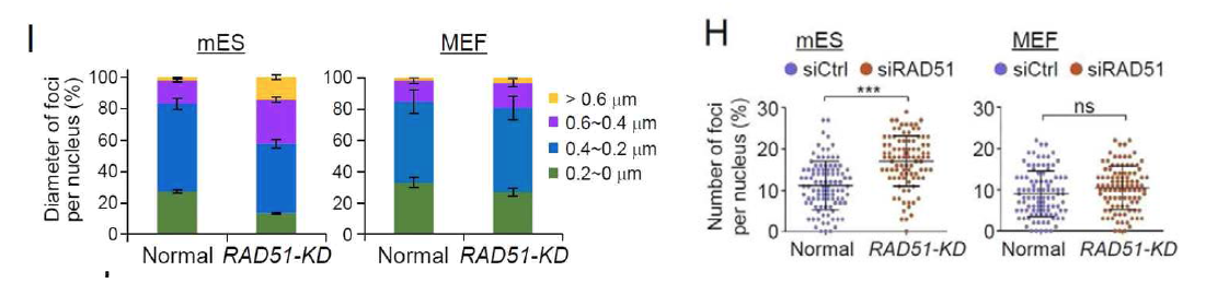 (I) 배아줄기세포와 배아섬유아세포에서 RPA foci 지름 측정 (H) 형성된 RPA foci 수 측정